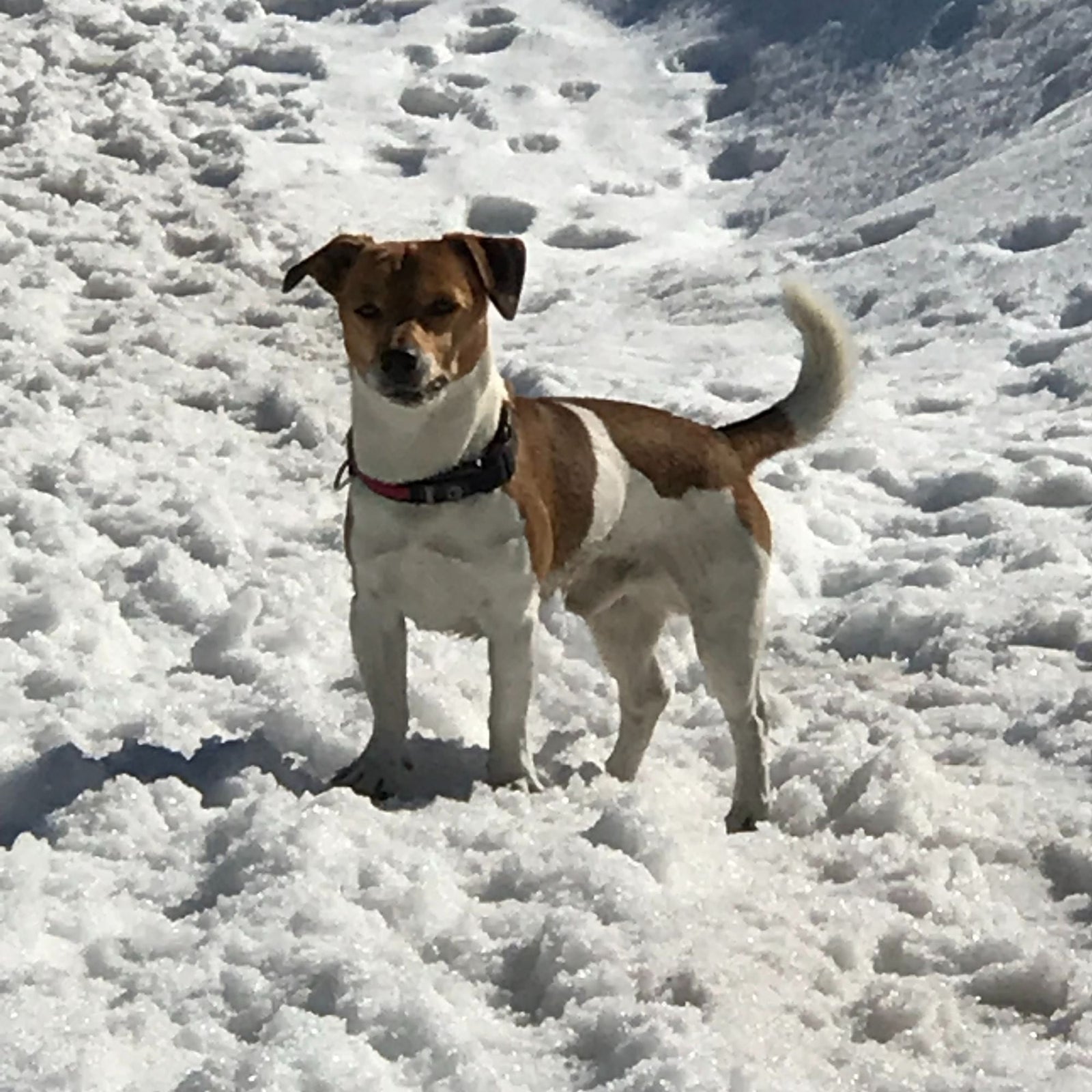 Hund im Schnee