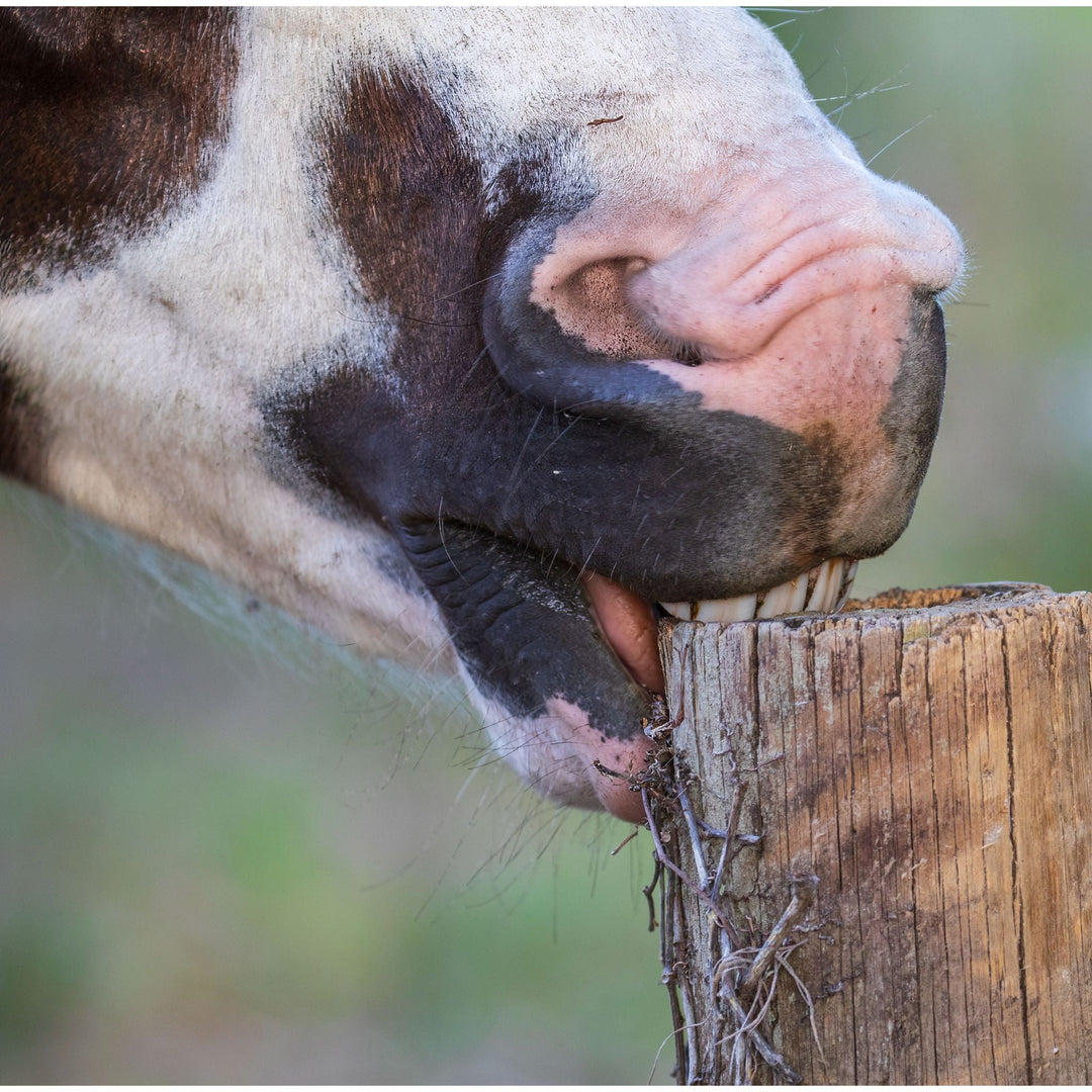 Hilfe, mein Pferd frisst Holz!