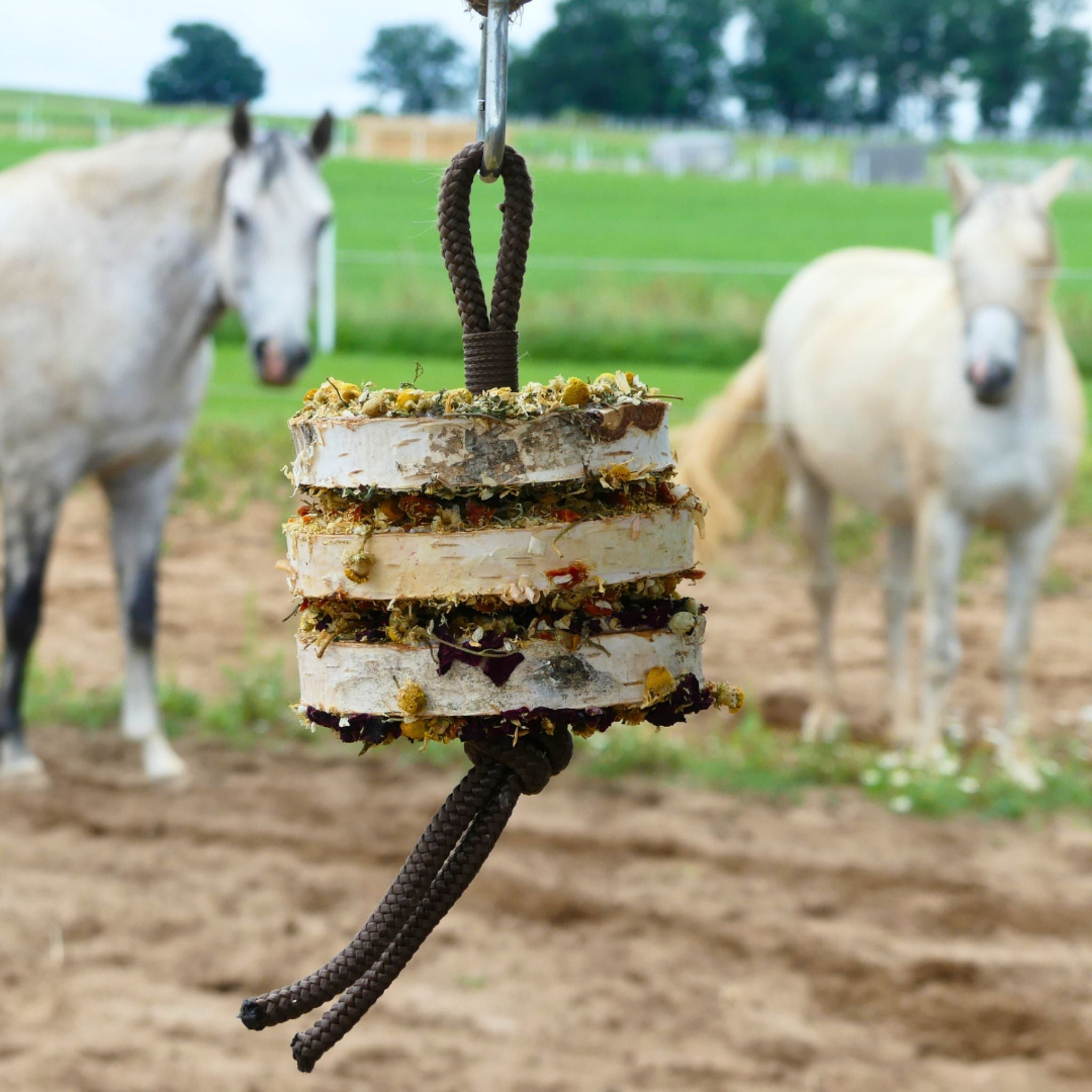 Pferd spielt mit Pferdespielzeug