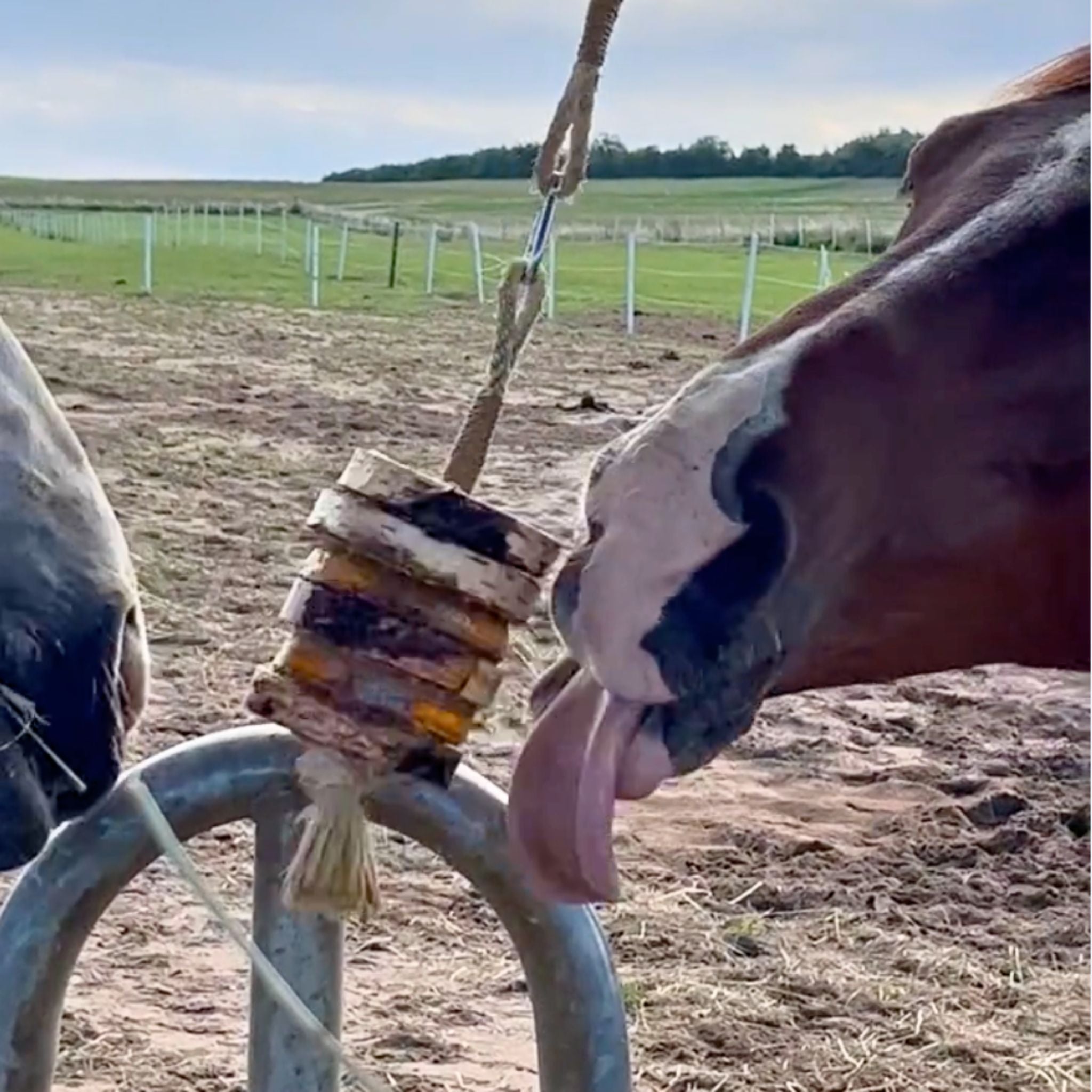 Schleck Twister Pferdespielzeug