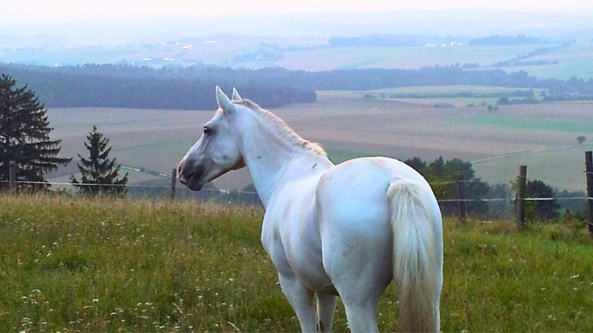 Ein Pferd auf der Weide