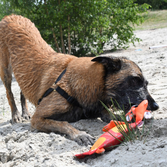 Hozies – Robustes Hundespielzeug aus Feuerwehrschlauch in bunten Designs