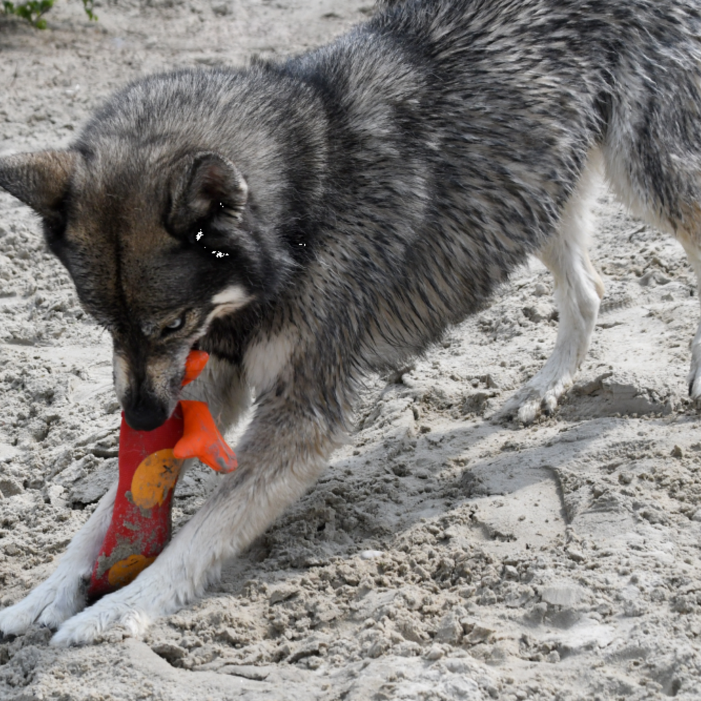 Hozies – Robustes Hundespielzeug aus Feuerwehrschlauch in bunten Designs