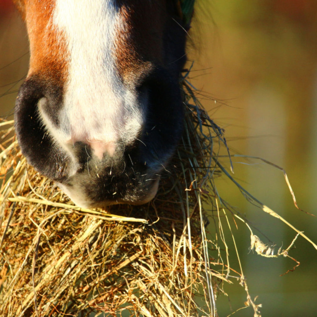 Pferd frisst Heu