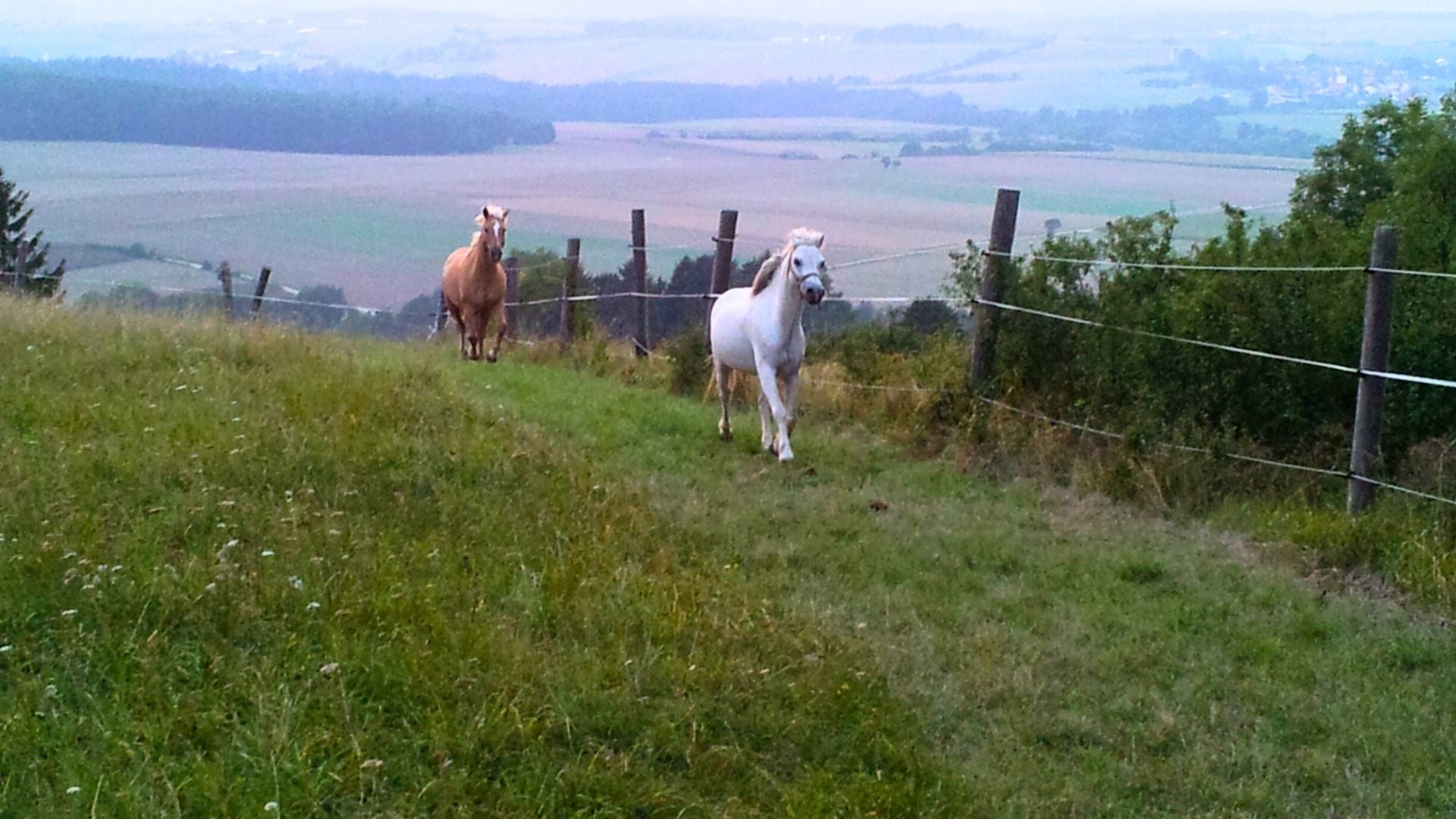 Ponys auf der Weide